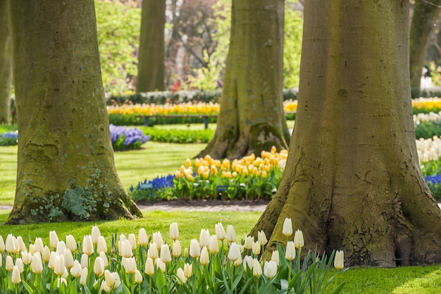 Paisagem de primavera no parque Keukenhof, lindas flores de tulipa ensolarada