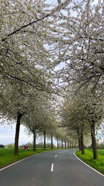 Paisagem de primavera uma estrada entre as flores de cerejeiras alley Alemanha campo