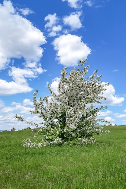 Paisagem de primavera uma macieira em flor em uma encosta verde e um céu azul com nuvens