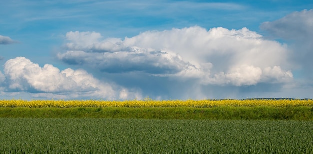 Paisagem de raps em flor amarela agricultura de campo na primavera campo Alemanha cultivado farmlan