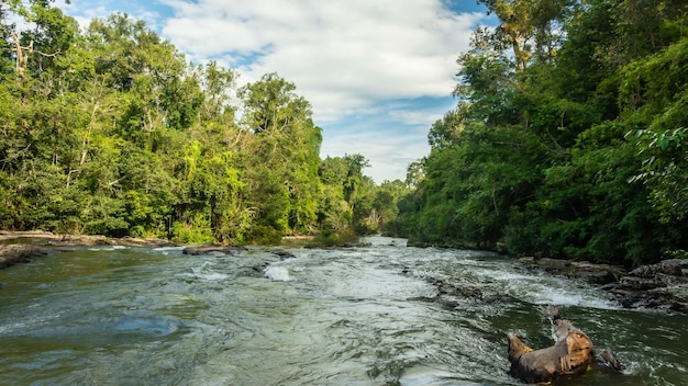 Foto paisagem de riachos e florestas