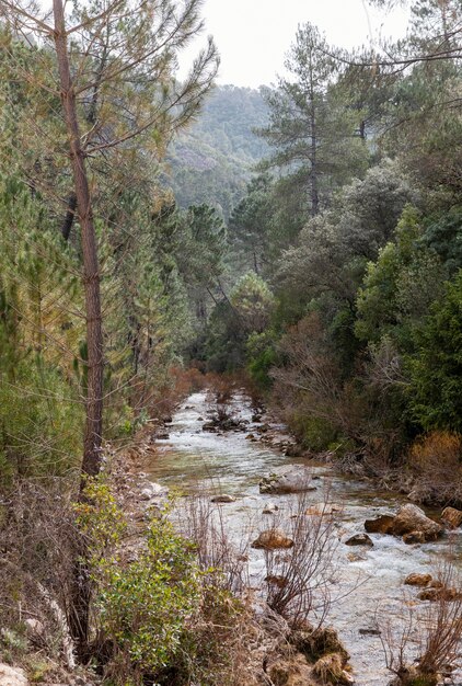 Paisagem de rio na floresta