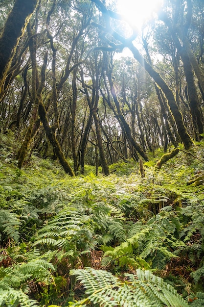 Foto paisagem de samambaias ao lado das árvores com musgo da floresta úmida de garajonay em la gomera ilhas canárias