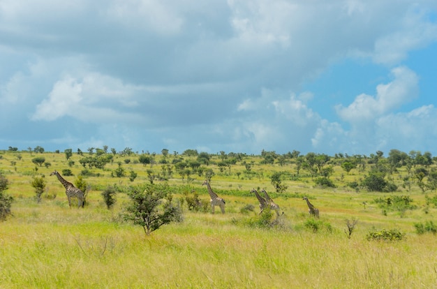 Paisagem de savana africana com animais, África do Sul