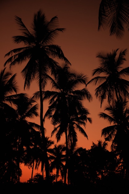 Paisagem de silhueta exótica laranja sunset palm. praia do sri lanka