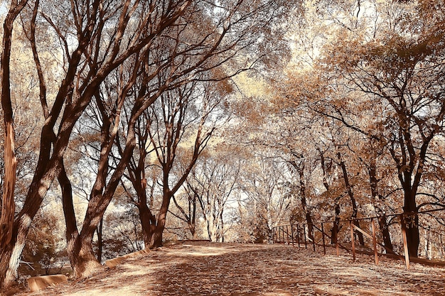 paisagem de sol do parque de outono/paisagem de outono sazonal em um parque amarelo, raios de sol ao pôr do sol em outubro