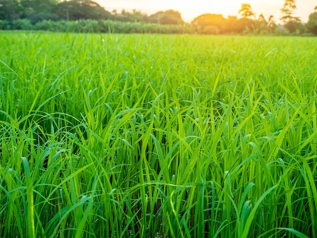 Paisagem de suset com campos verdes