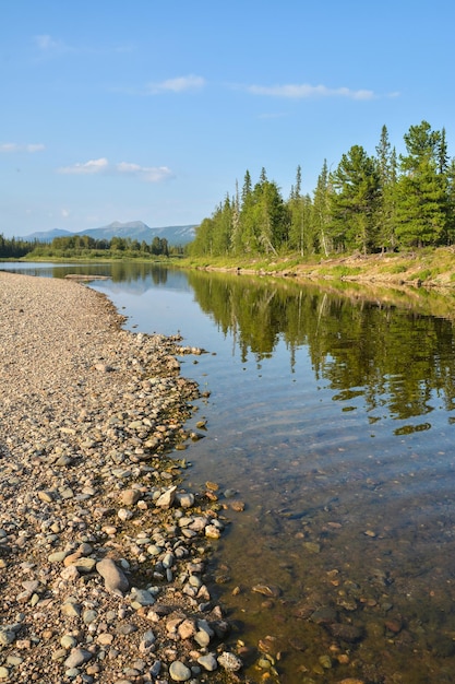 Paisagem de taiga de rio de verão