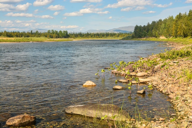 Paisagem de taiga de rio de verão