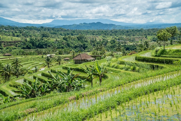 Paisagem de terraços de arroz Jatiluwih em Bali Indonésia