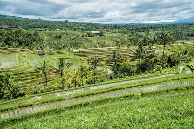 Paisagem de terraços de arroz Jatiluwih em Bali Indonésia