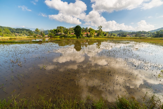 Paisagem de Toraja, arrozais