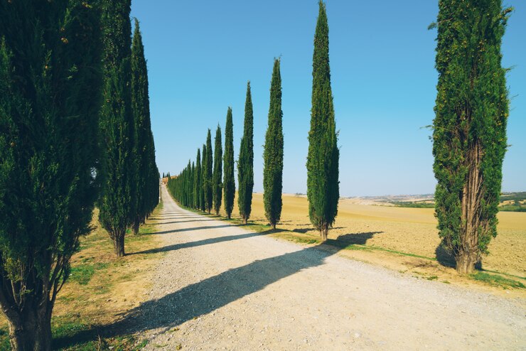 Foto paisagem de toscânia da estrada das árvores de cipreste na itália.