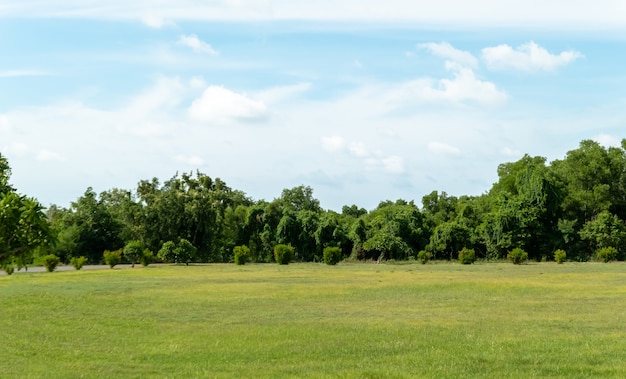 Paisagem de um campo com árvores verdes