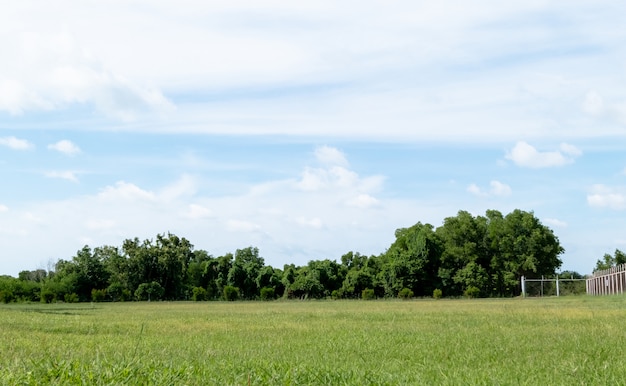 Paisagem de um campo com árvores verdes