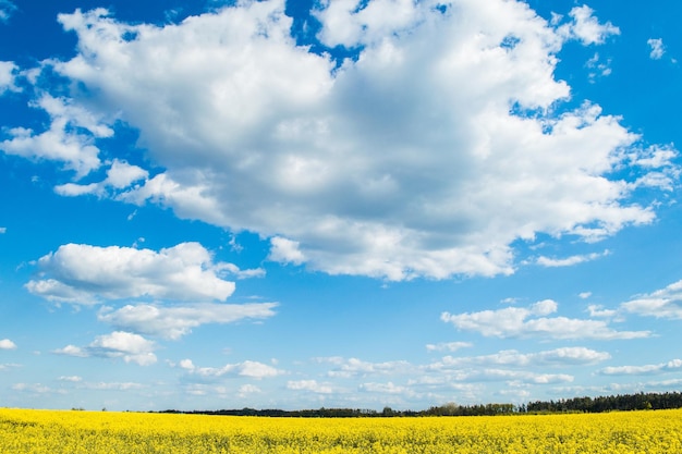 Paisagem de um campo de flores amarelas de colza ou canola cultivadas para a colheita de óleo de colza Campo de flores amarelas com céu azul e nuvens brancas Primavera na Ucrânia