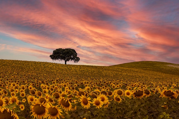 Paisagem de um campo de girassóis florescendo em um pôr do sol de fundo