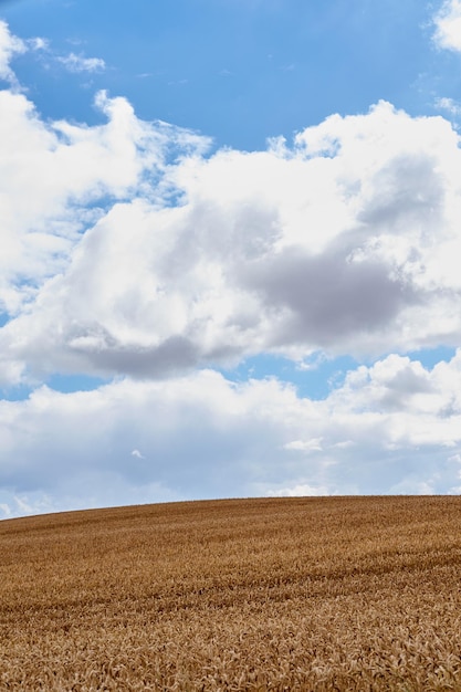 Paisagem de um campo de trigo colhido em um dia nublado Terra de fazenda rústica contra um horizonte azul Grão marrom crescendo no verão dinamarquês Agricultura de milho orgânico na época de colheita Cultivando cevada ou centeio