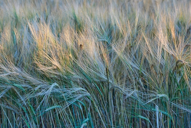 Paisagem de um campo de trigo sob raios de sol pela manhã Brotos de grama verde alta balançando ao vento em uma terra vazia Grãos dourados crescendo em uma fazenda de milharal agrícola