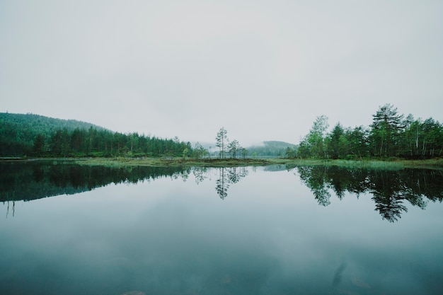 Paisagem, de, um, lago, cercado, por, árvores