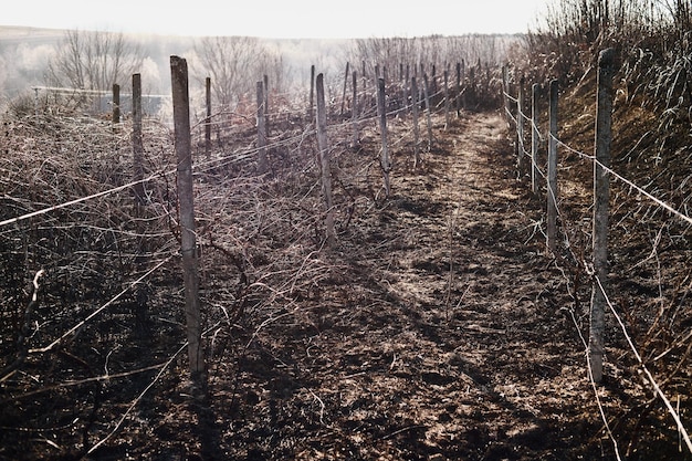 Paisagem de um vinhedo queimado após um incêndio