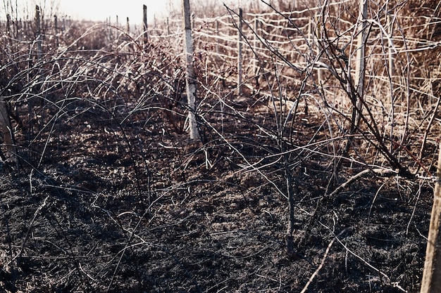 Paisagem de um vinhedo queimado após um incêndio