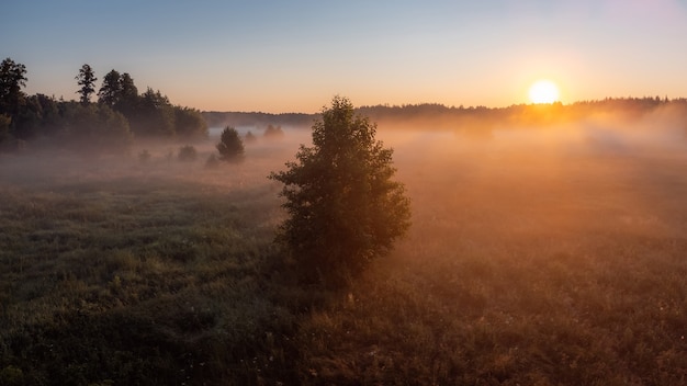 Paisagem de uma árvore solitária em meio à névoa no início da manhã