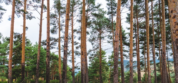 Paisagem de uma floresta com pinheiros e outras árvores e montanhas no outono