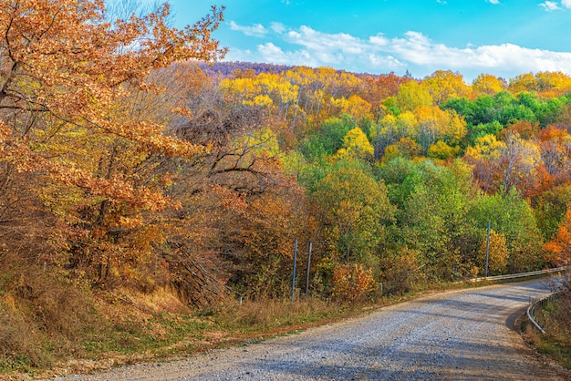 Paisagem de uma floresta de outono com uma estrada passando por ela