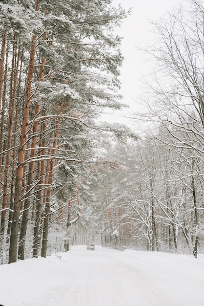 Paisagem de uma floresta de pinheiros coberta de neve em uma nevasca