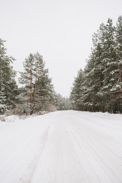 Paisagem de uma floresta de pinheiros coberta de neve em uma nevasca