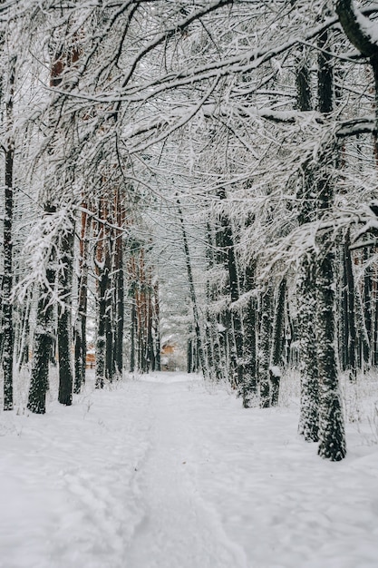 Paisagem de uma floresta de pinheiros coberta de neve em uma nevasca