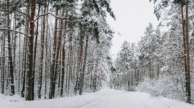 Paisagem de uma floresta de pinheiros coberta de neve em uma nevasca