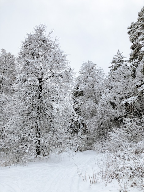 Paisagem de uma floresta de pinheiros coberta de neve em uma nevasca