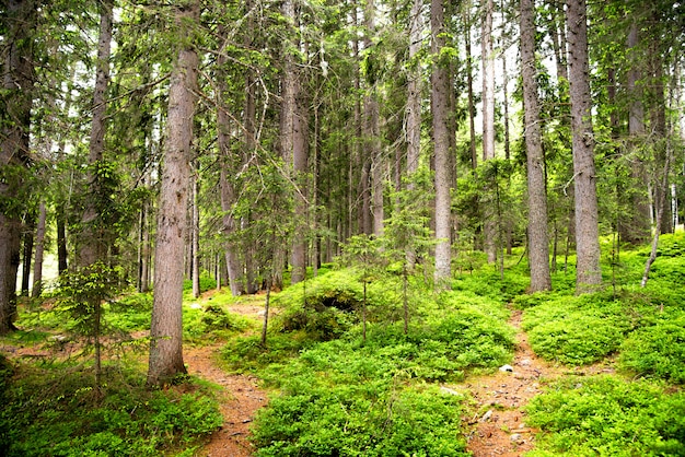 Paisagem de uma floresta