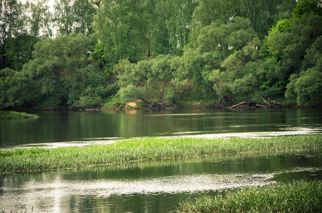 Paisagem de uma margem do rio com muita grama e árvores