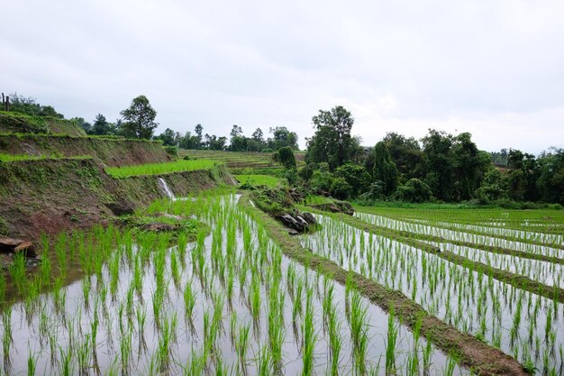 Foto paisagem de vale em terraços paddy campos de arroz em montanha em montanha na tailândia