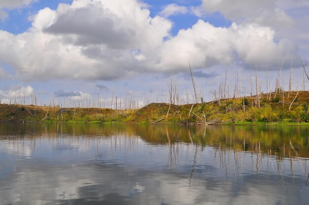 Paisagem de verão ao norte do rio e árvores secas