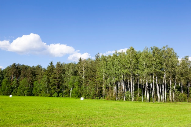 Paisagem de verão, árvores verdes na floresta e o céu azul. no território do campo agrícola cresce o capim, parte já ceifada e acondicionada em celofane para armazenamento