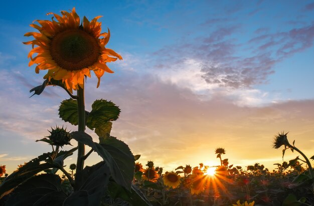 Paisagem de verão: belo pôr do sol sobre o campo de girassóis