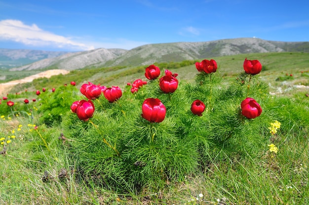 Foto paisagem de verão, colinas e prados com grama verde repleta de flores vermelhas de papoula e dentes-de-leão