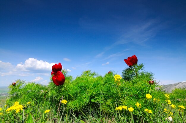 Paisagem de verão, colinas e prados com grama verde repleta de flores vermelhas de papoula e flores