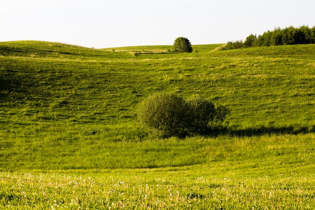 Paisagem de verão com árvores e grama verde