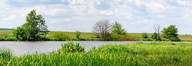Paisagem de verão com árvores fluviais e vegetação à beira do rio