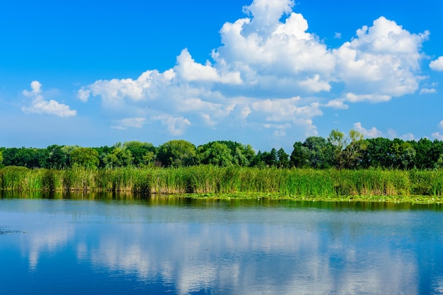 Paisagem de verão com árvores verdes e rio