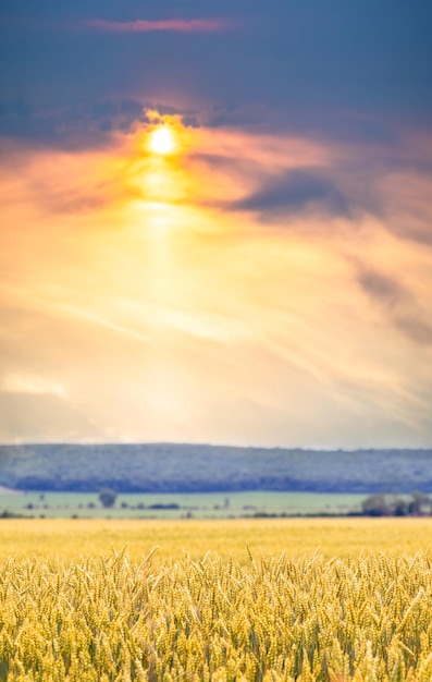 Paisagem de verão com campo de trigo amarelo e céu nublado pitoresco durante o formato vertical do pôr do sol