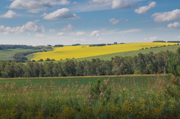 Paisagem de verão com campos de colza amarelo sob um céu azul colheitas agrícolas