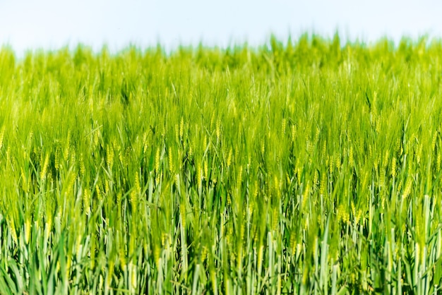 Paisagem de verão com céu e erva verde.