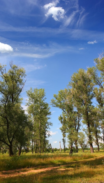 Paisagem de verão com choupos