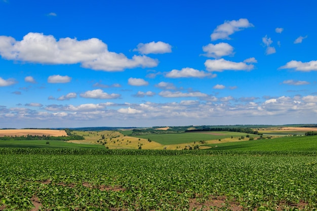 Paisagem de verão com colinas de campos verdes e céu azul